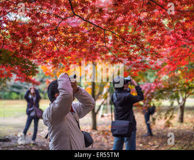 TOKYO, JAPAN - November, 30, 2014: Japanese tourists taking pictures of momiji maple trees Stock Photo