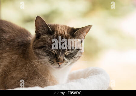 Lynx-point siamese cat lying on a cushion by a north-facing window Stock Photo