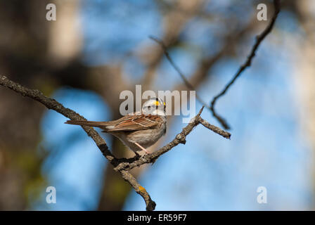 White-throated sparrow, Zonotrichia albicollis, perched on a tree branch in the Glory Hills Conservation Area, Alberta Stock Photo