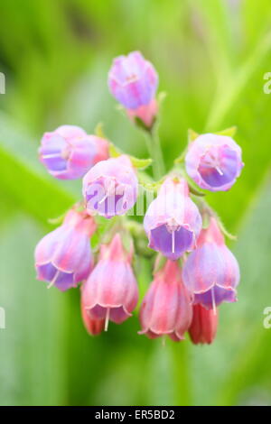 Common comfrey (symphytum officinale) growing by a stream in Derbyshire, Britain, UK - late spring Stock Photo