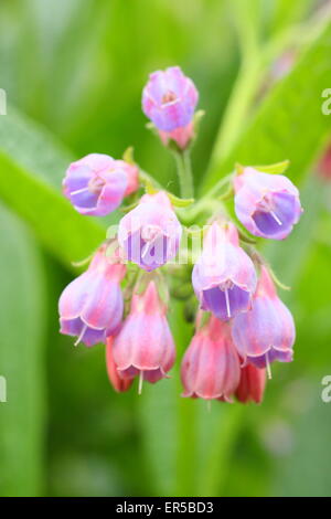 Common comfrey (symphytum officinale) growing by a stream in Derbyshire, Britain, UK - late spring Stock Photo