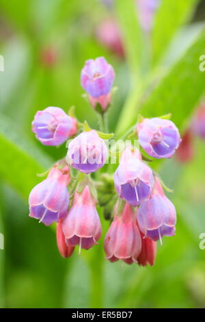 Common comfrey (symphytum officinale) growing by a stream in Derbyshire, Britain, UK - late spring Stock Photo