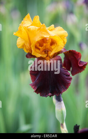 Tall bearded Iris flower Barbata Elatior 'Supreme Sultan' bronze yellow flower Stock Photo
