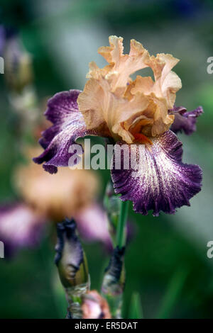 Tall bearded Iris Barbata Elatior "Secret Melody" Stock Photo