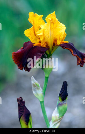 Tall bearded iris flower Yellow ochre bicolor Barbata Elatior "Barcelona" Stock Photo