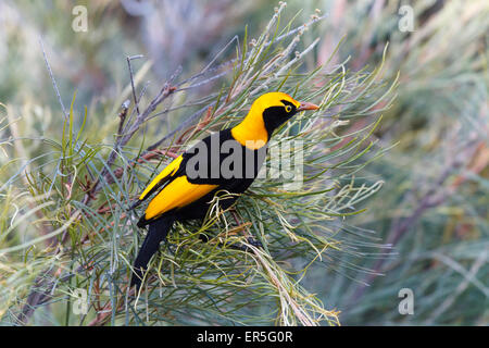 Male Regent Bowerbird at O'Reillys Rainforest Retreat Stock Photo