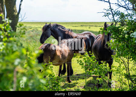 Horses on a paddock, Langeoog Island, North Sea, East Frisian Islands, East Frisia, Lower Saxony, Germany, Europe Stock Photo