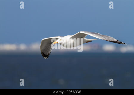 Herring gull in flight, Larus argentatus, North Sea, Germany Stock Photo