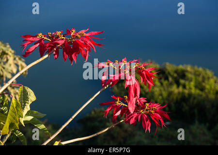 Poinsettia, Mexican Flame Tree, Euphorbia pulcherrima, Lake Itasy, Ampefy, Madagascar, Africa Stock Photo