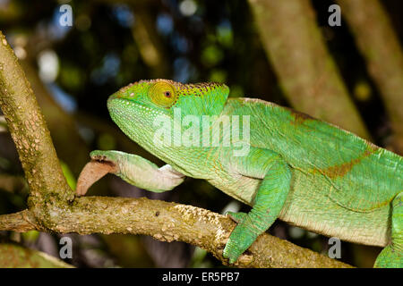 Parson's Chameleon, female, Calumma parsonii, Perinet, Madagascar, Africa Stock Photo