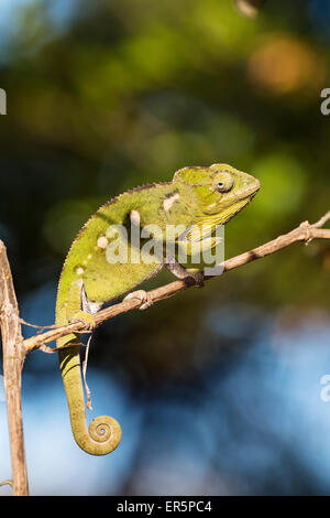 Warty Chameleon (Furcifer verrucosus) on a hollow log. Studio picture ...