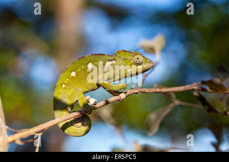 WARTY CHAMELEON (Furcifer verrucosus) on Alluaudia spiny tree Berenty ...