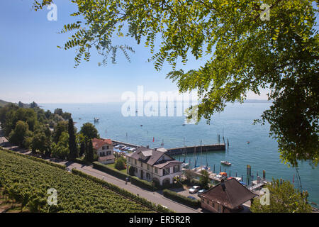 Vineyard near Meersburg, Lake Constance, Swabia, Baden-Wuerttemberg, Germany, Europe Stock Photo