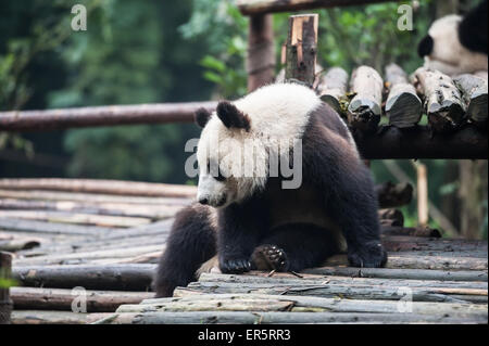 Panda in the jungle Stock Photo