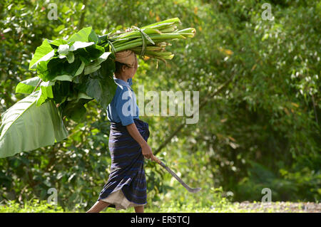 Woman from Bena, a traditional Ngada village, carrying giant leaves on her head, Flores, Nusa Tenggara Timur, Lesser Sunda Islan Stock Photo