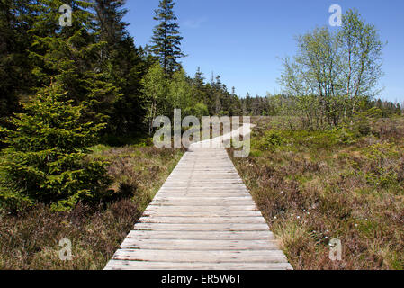 Goethe trail, Torfhaus, National park, Harz, Lower-Saxony, Germany, Europe Stock Photo