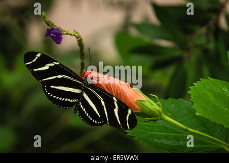 Zebra Longwing or Zebra Heliconian butterfly (Heliconius charithonia) on a flower Stock Photo
