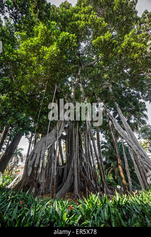 Moreton Bay Fig, Ficus macrophylla columnaris, Botanical Garden at Puerto de la Cruz, Tenerife, Canary Islands, Spain Stock Photo