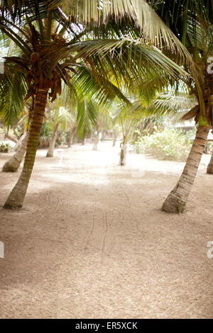 Path through palm trees, Grand-Popo, Mono Department, Benin Stock Photo