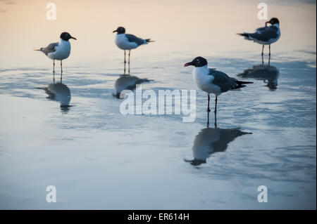 Seagulls reflecting in the skim of water from a receding wave on the shore of Florida's Jacksonville Beach. USA. Stock Photo