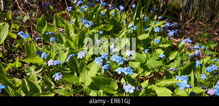Omphalodes verna, Creeping navelwort blooming, Finland Stock Photo