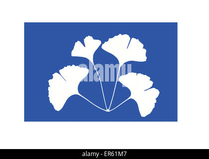 Cyanotype (blueprint) of maidenhair tree leaves, Ginkgo biloba,  Gives a white negative image on a blue background Stock Photo
