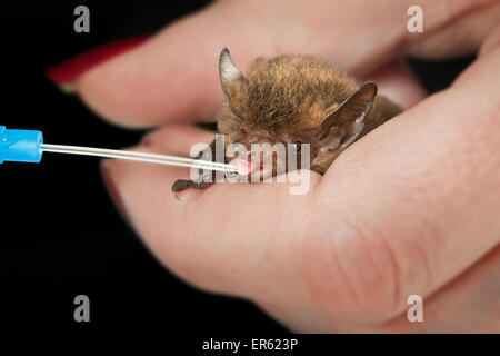 Common Pipistrelle (Pipistrellus pipistrellus) being fed with a pipette, captive Stock Photo