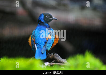 A Superb Starling, spreo superbus from North East Africa Pic Mike Walker. Mike Walker Pictures Stock Photo