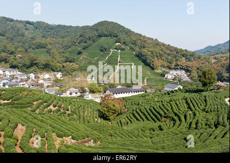 Tea plants (Camellia sinensis), tea plantation, Longjing Village, near Hangzhou, Zhejiang Province, China Stock Photo