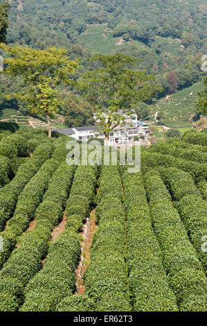 Tea plants (Camellia sinensis), tea plantation, Longjing Village, near Hangzhou, Zhejiang Province, China Stock Photo