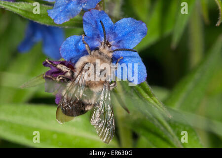 Hairy-Footed Flower Bee (Anthophora plumipes), male foraging for nectar on Purple Gromwell (Buglossoides purpurocaerulea) Stock Photo