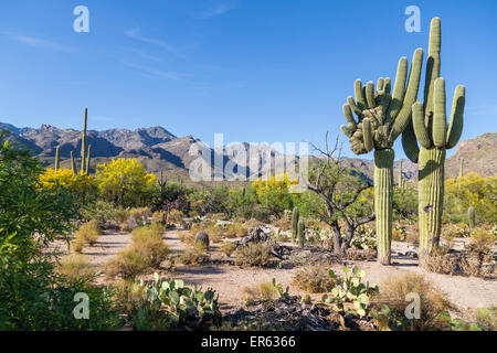 Cactus landscape with giant mutant Saguaro cactuses (Carnegiea gigantea), mountains behind, Sonoran Desert, Tucson, Arizona, USA Stock Photo