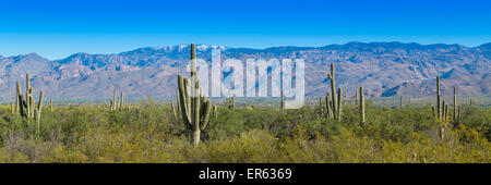 Cactus landscape with Saguaro cactuses (Carnegiea gigantea), mountains behind, panorama, Sonoran Desert, Tucson, Arizona, USA Stock Photo
