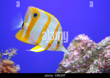 A colorful tropical copperband butterflyfish, Chelmon rostratus), commonly known as beaked coral fish on uniform blue background