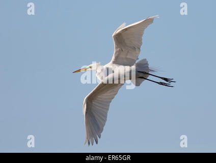 Great Egret (Egretta alba) in flight Stock Photo