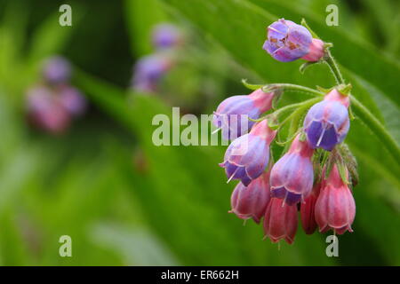 Comfrey comes into blossom by a stream in Nottinghamshire, UK Stock Photo