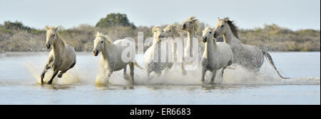 Herd of White Camargue horses run on water of the sea. France. Stock Photo