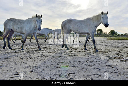 Portrait of the White Camargue Horses in Parc Regional de Camargue - Provence, France Stock Photo