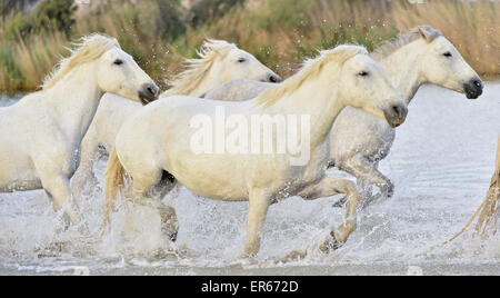 Running White Camargue horses Stock Photo