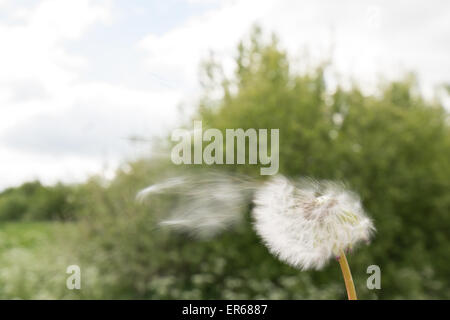 blurred motion - seeds blowing away from dandelion seed head Stock Photo