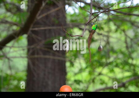 Fishing lures stuck in tree hi-res stock photography and images - Alamy
