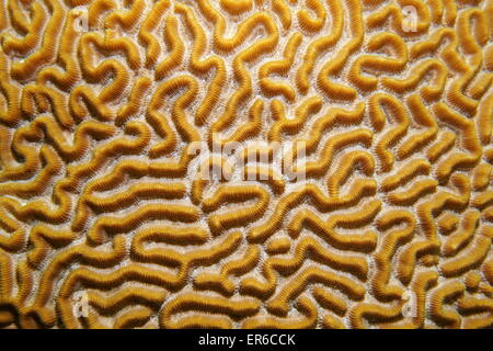 Underwater life, close up image of symmetrical brain coral, Diploria strigosa, Caribbean sea Stock Photo