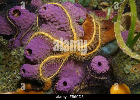 Underwater creature, a Suenson's brittle star, Ophiothrix suensoni, over branching tube sponge, Caribbean sea Stock Photo