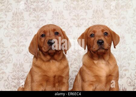 Labrador Retriever puppies Stock Photo