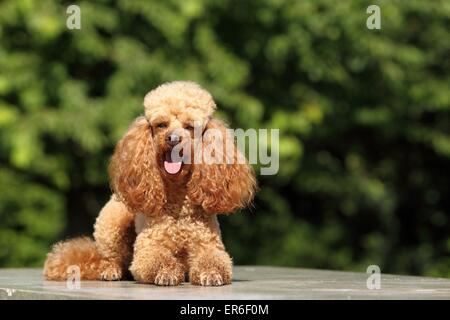 lying Miniature Poodle Stock Photo