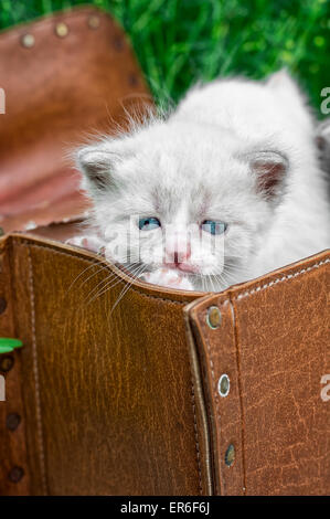 little kittens playing in old suitcase.Selective focus Stock Photo