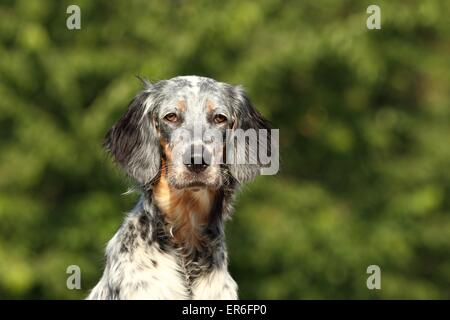 English Setter Portrait Stock Photo