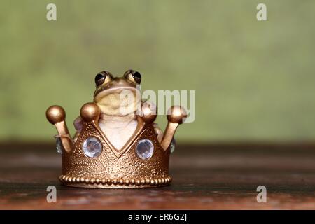 green and golden bell frog Stock Photo