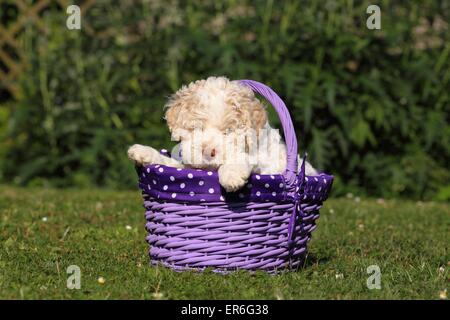 Lagotto Romagnolo puppy Stock Photo