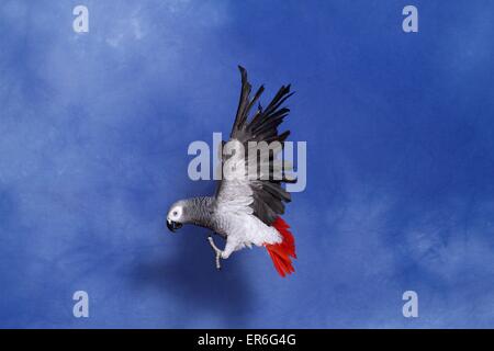 Gray Parrot - Flight (Psittacus erithacus) Perroquet Jaco Photo - Alamy